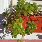 Monoambiente Blanca